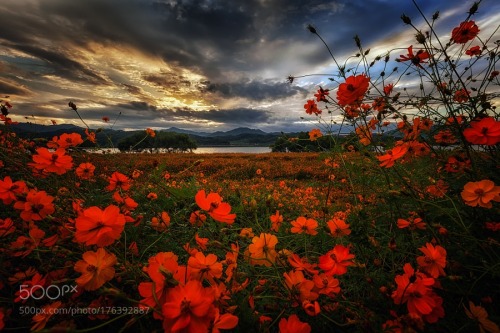 superbnature:  The typhoon passed a flower bed.(물의정원) by c1113