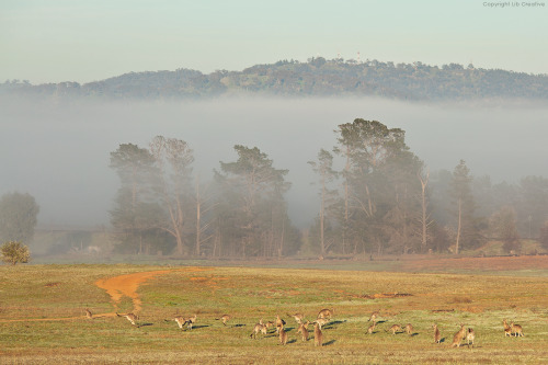 Early morning fog on the nature reserve