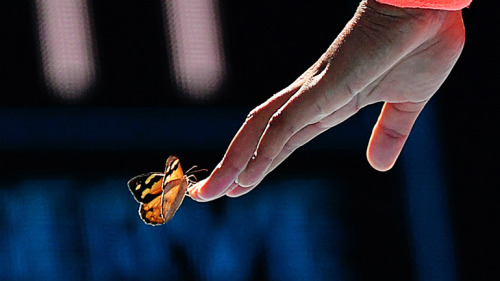 gymnasticians:A butterfly lands on Naomi Osaka during her 3rd round match at the 2021 Australian Ope