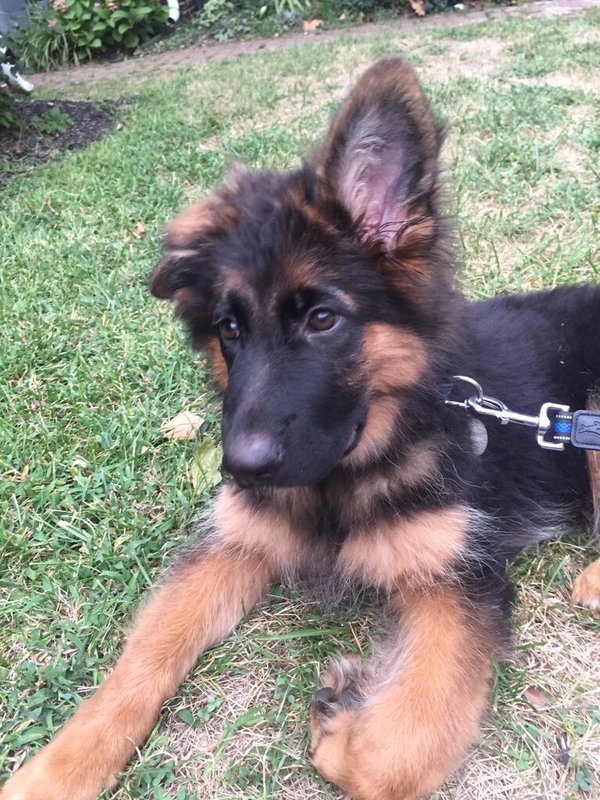 babyanimalgifs:4 month old German Shepherd