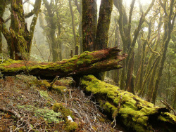 90377:  Cloud Forest - Paparoa Range, West