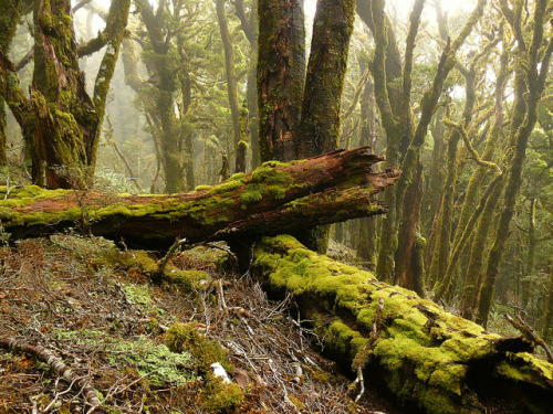 Cloud Forest - Paparoa Range, West Coast NZ by New Zealand Wild on Flickr.