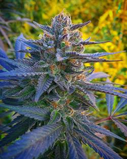 Weedporndaily:  Deep, Dark Fall Colors And Deliciously Dank Buds That Reek Of Sweet