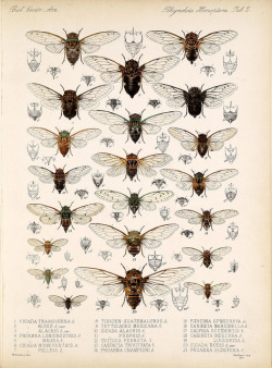 wapiti3:  Biologia Centrali-Americana :zoology, botany and archaeology /edited by Frederick Ducane Godman and Osbert Salvin. on Flickr.Via Flickr: Publication info [London :Published for the editors by R. H. Porter],1879-1915 BHL Collections: Smithsonian