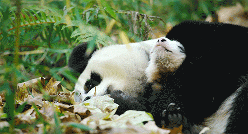 yahooentertainment:  Happy Earth Day From This Baby Panda! 