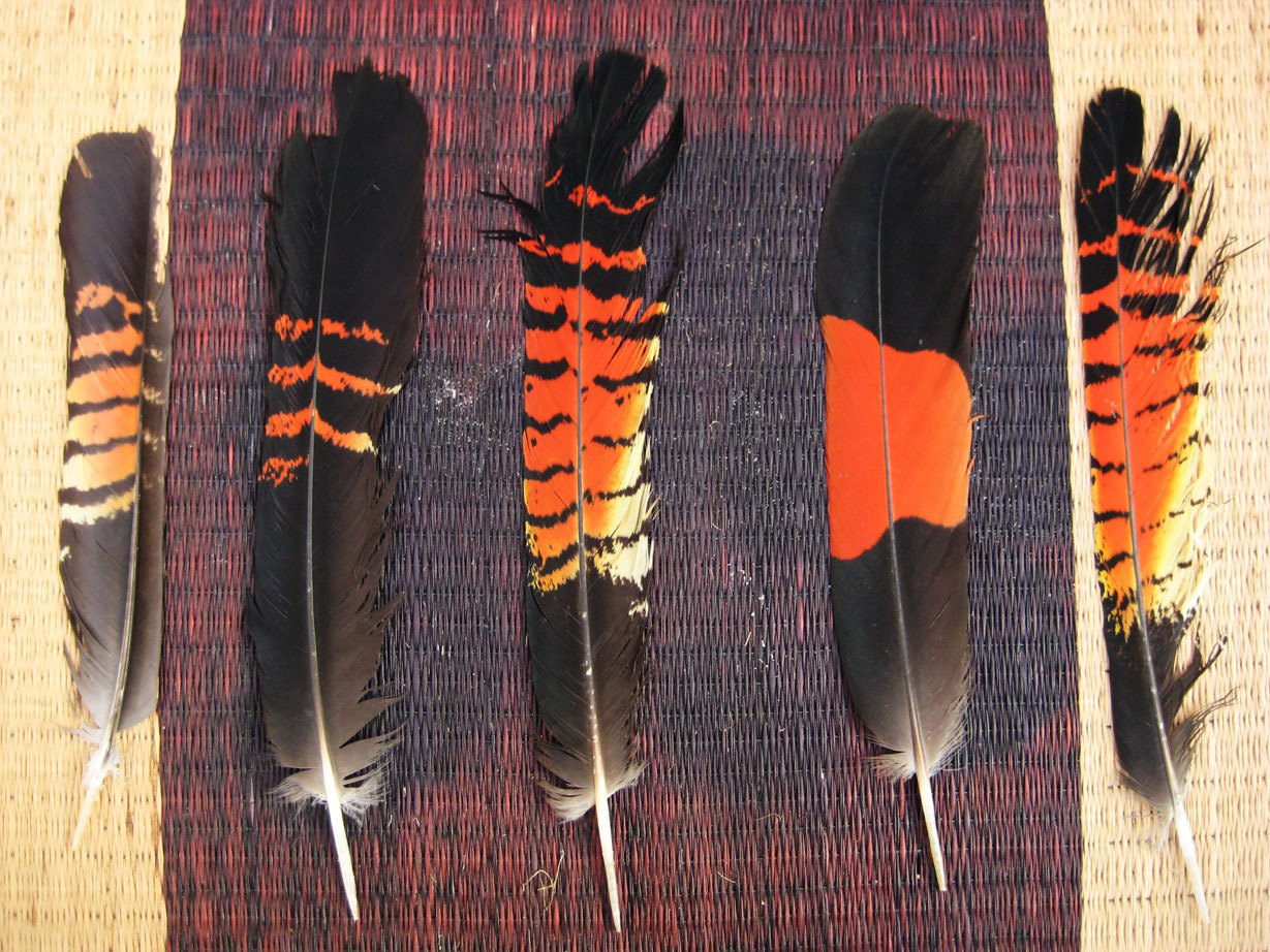 deermary:  Red tailed black cockatoo females (Calyptorhynchus banksii) of Austrailia