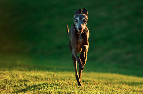 italian greyhound