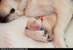 aplacetolovedogs:  Sweet sleepy puppy, fast asleep in her mommy’s paws! For more cute dogs and puppies