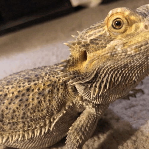 vanessamorgannn:A stressful day calls for a beardie