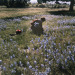 fairydrowning:– Picking Wild Flowers, Santa Cruz c.1927 (Via &ldquo;maudelynn&rdquo;