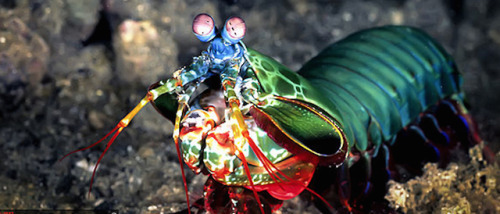 Peacock Mantis Shrimp