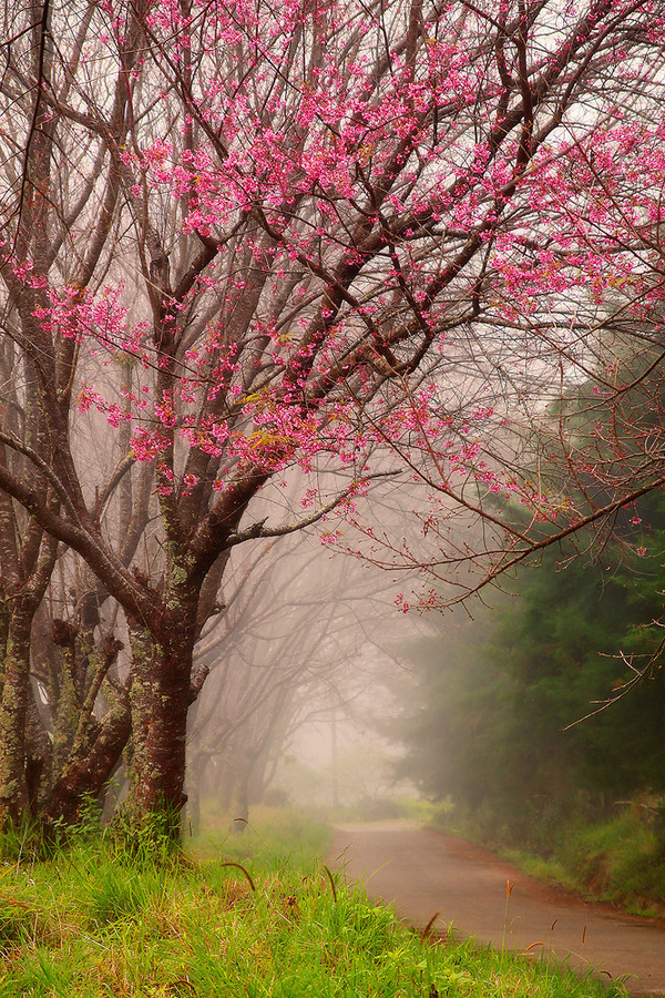 0mnis-e:  Wild Himalayan Cherry, By Thanes G.      