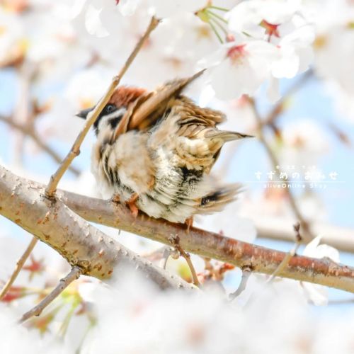ちょっと肌寒い (((●･e･)))#ちゅん活 #スズメ #sparrow #写真 #photo #photography #癒やし #healing#cutebird #instagramj