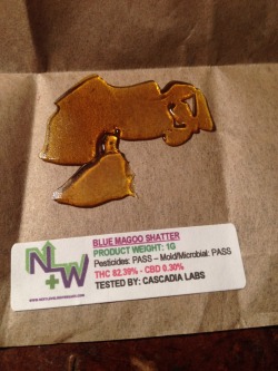 growingmindflowers:  Blue Magoo Shatter 82.39% THC 💨