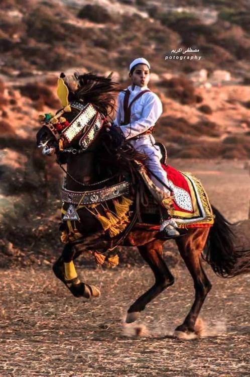 الخيول الليبية - Libya