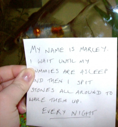 modestdemidov: robinistall: fish shaming [x] jesus christ i’ve been waiting for this