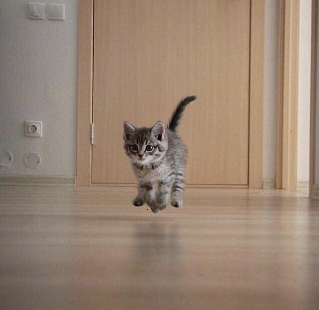 awwww-cute:  Perfect timing (Source: http://ift.tt/2vAk7Mz)