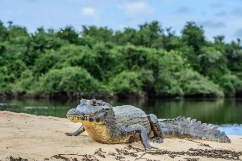 Croc Colours And Patterns