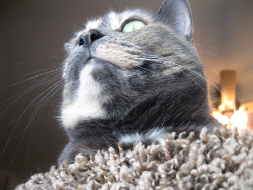 starryrung:i took some glamour shots of my cat zelda