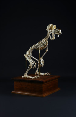 artmonia:  Animatus – realistic skeletons of famous cartoon characters by Hyungkoo Lee &ldquo;Animatus“, an amazing series by Korean artist Hyungkoo Lee, who imagined what could look like the skeletons of cartoon famous characters. Skeletons are made