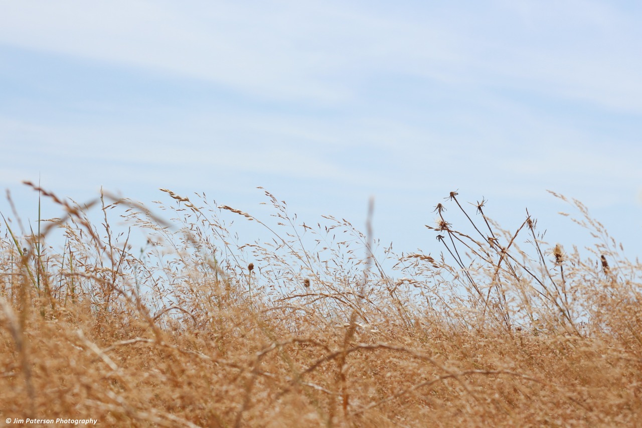 jimpatersonphotography:  Summer Grass - Dorset, July 2016. © Jim Paterson - All