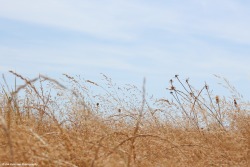 jimpatersonphotography:  Summer Grass -