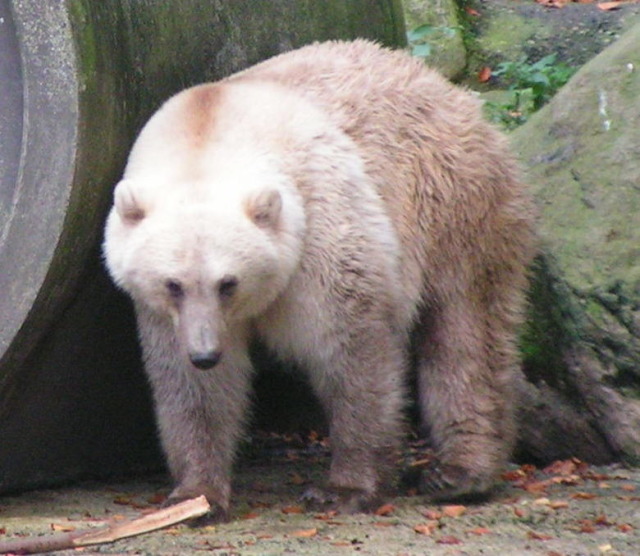 enby-life:I’m here to introduce you to grolar bearsThey’re a mix between polar bears and grizzly bearsIt’s a hybrid that’s occurred both in captivity and in nature, for some reasonThe best part about grolar bears however, is that they’re also