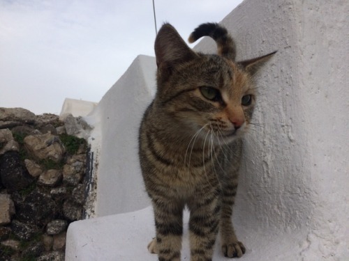 floatingcupcakes: CATS from my trip to Greece so far! They are all sweet babies @mostlycatsmostly