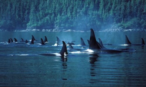 funkysafari:A pod of orcas in Johnstone Strait, British Columbia. [x]