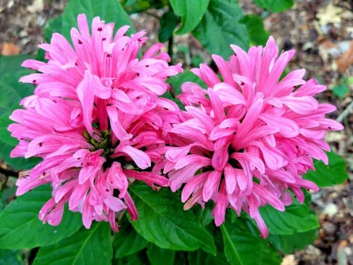 FOMO antidote: end of summer, alone in the park. #pinkflowers #fluffyflowers #flowers #floral #fleur