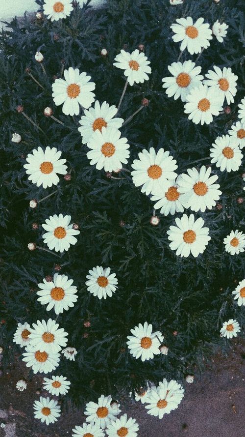 yaninarc:  Spring time en We Heart It. 