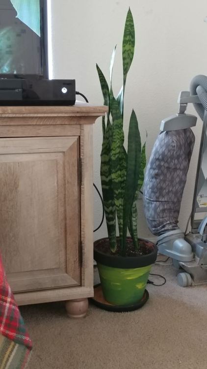 I brought this snake tongue plant from Kentucky back to Colorado. My MIL gave it to me :) When it gets fuller I’m going to separate it into a matching pot on the other side of my entertainment center.