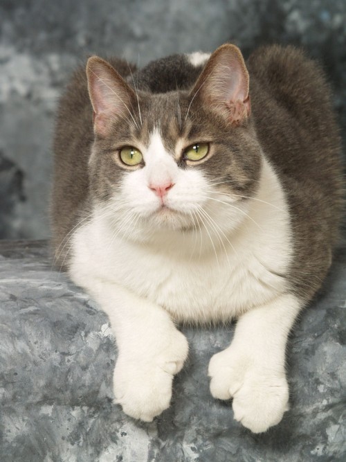 Cat Thumbs ♥ (Or nubs as I call my kitty’s extra toes)(via Charles Baxter: Galleries:)