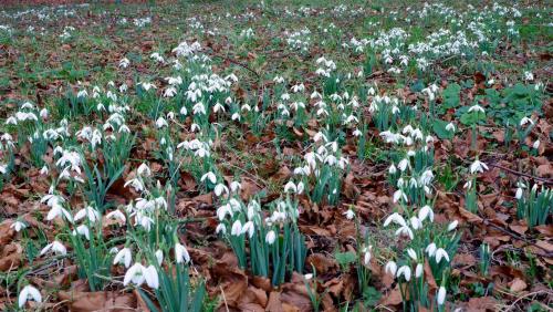 A Carpet of Snowdrops.