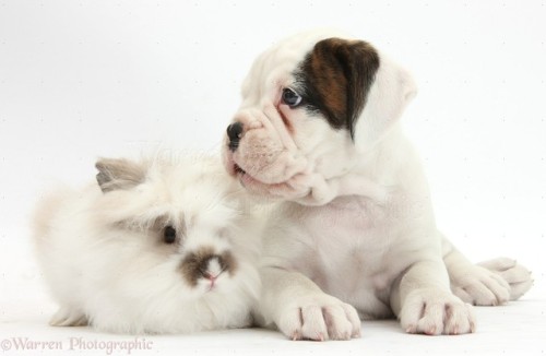 Fonte : www.warrenphotographic.co.uk - Boxer puppy and fluffy rabbit white.Source : tinamotta.tumblr