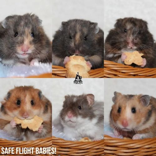 Is this safe?  Hamsters! Amino