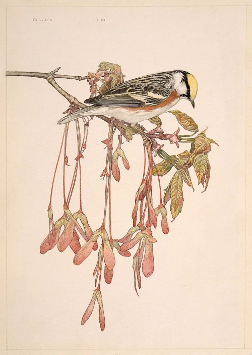 heaveninawildflower:Chestnut Sided Warbler (1890–1948). Watercolour by Charles Emile Heil (1870–1950