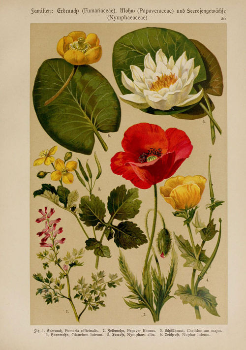 heaveninawildflower:  Botanical illustrations taken from  ‘Hoffmann-Dennert Botanischer Bilderatlas’  by Dr. E. Dennert.Published 1911.https://www.biodiversitylibrary.org/page/1122683Wikimedia.