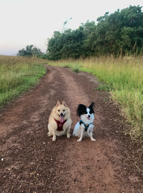 Bushwalking pals