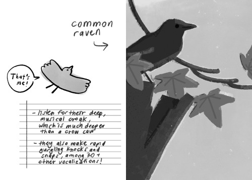 sameraxu:  sameraxu:Common Birds of California is a zine about burnout, birding, and bioregionalism. You can read it in full for free on my website! Heads up that a text transcript of this zine is now available.