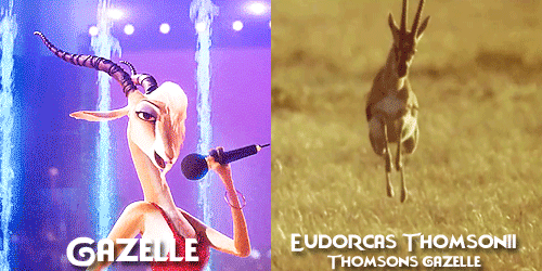 allmyhanddrawnsoul: Zootopia characters + Real life animals Celebrating Zootopia’s