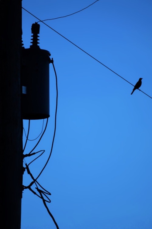 periscope-9: Bird and blue. By Periscope9