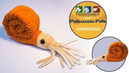 An ammonoid cephalopod, a new plush fossil in PRI&rsquo;s Paleozoic Pals collection.