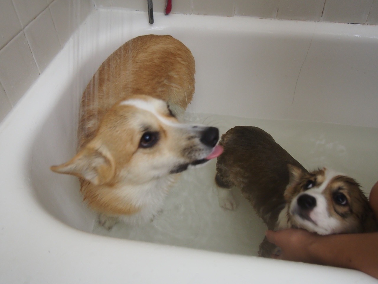 appleofmypi3213:Kira had her first bath at home last night. She wasn’t happy about