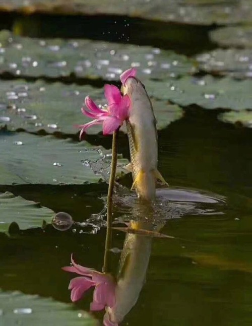 bettagal:roseoilz:fish n flower….he is happy I am going to imagine the fish got this for thei