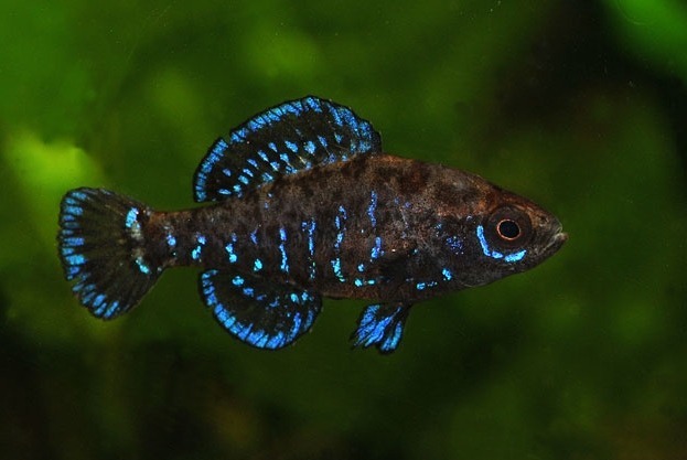 The Peaceful Pygmy Sunfish, Family 