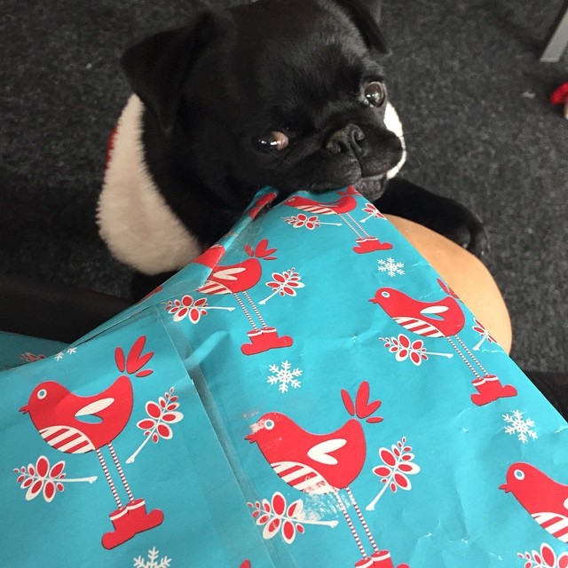ilovepugs4ever:  Follow Dog Quotes. 