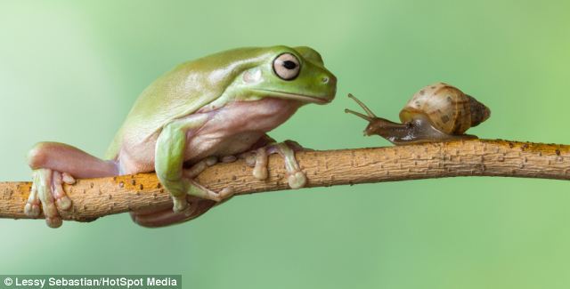 magicalnaturetour:  Is this the world’s slowest game of leapfrog? Photographer