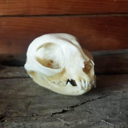  Domestic cat skulls are now available on our website!!!!!! It’s been a long time but I’