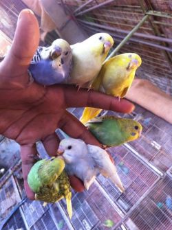 protowilson:  Budgies always are a handful.   I envy the owner of that hand